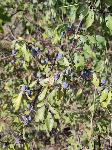 Blackthorn