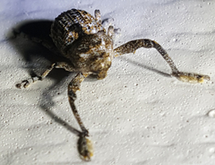 Episcirrus brachialis