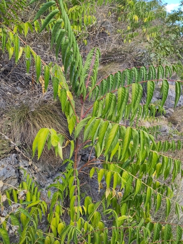 tree-of-heaven