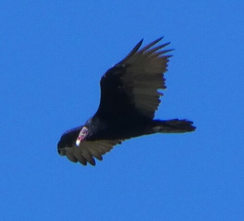 Turkey Vulture