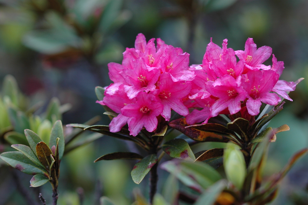 Rusty-leaved Alpenrose (Rhododendron ferrugineum)  iNaturalist