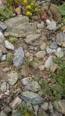 Bupleurum semicompositum