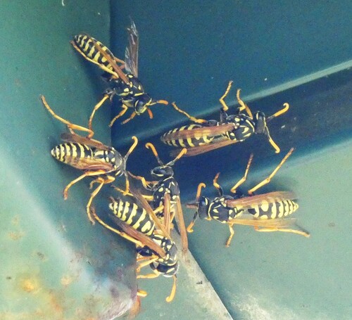 European Paper Wasp