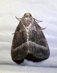 Ogdoconta altura