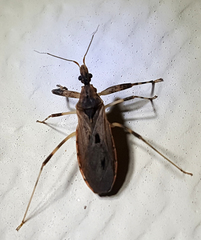 Stenopodainae