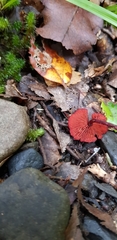 Dermocybe
