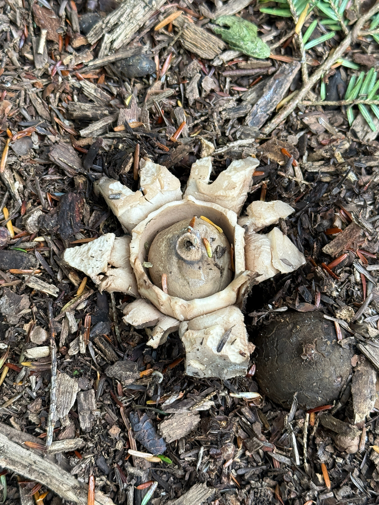 Collared Earthstar · September 2026 · photo: Photo: no rights reserved · iNaturalist
