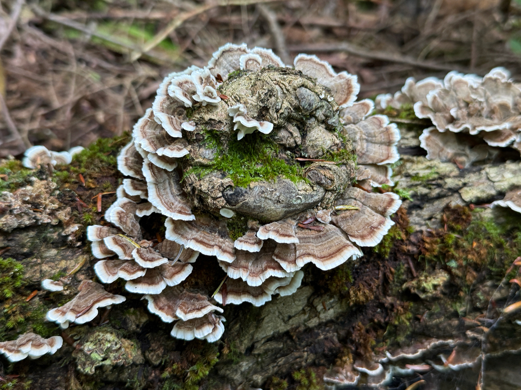 turkey-tail · September 2026 · photo: Photo: no rights reserved · iNaturalist