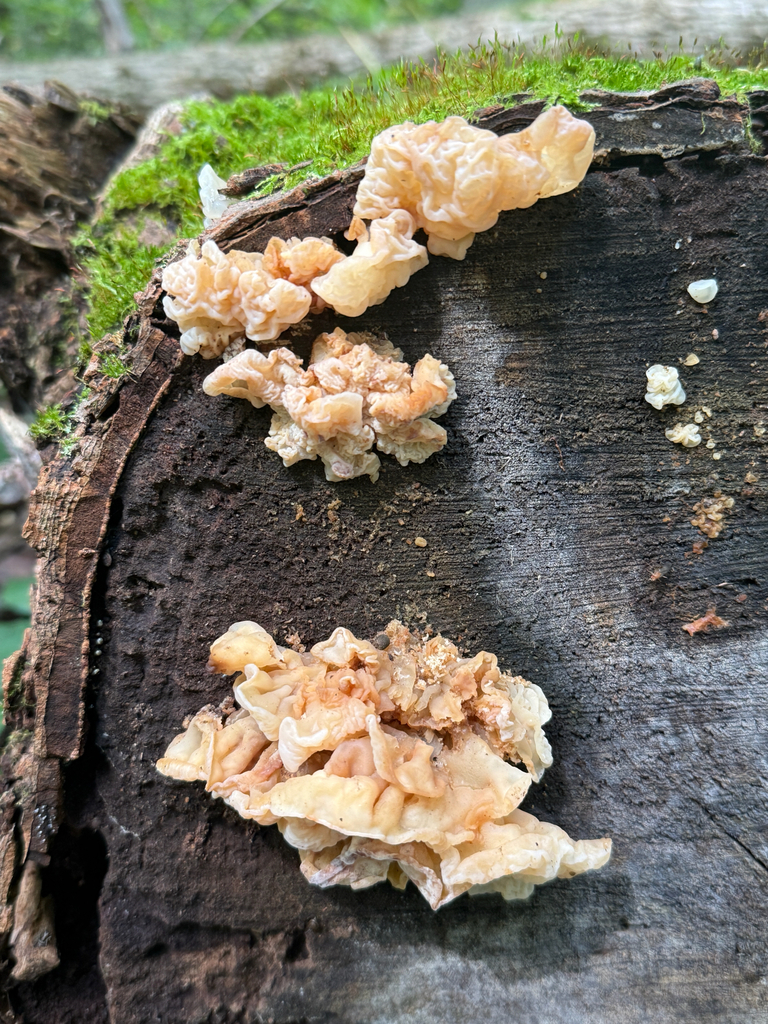 white jelly fungus · September 2026 · photo: Photo: no rights reserved · iNaturalist