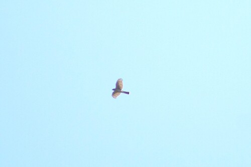 Eurasian Sparrowhawk