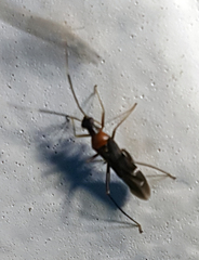 Pseudoxenetus regalis