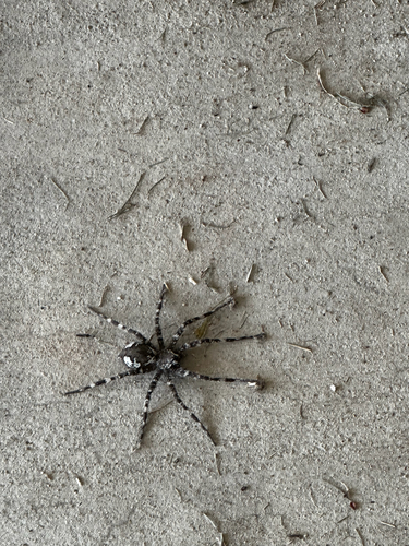 White-banded Fishing Spider