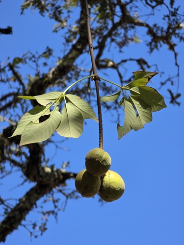 California buckeye seen in Sonoma Valley