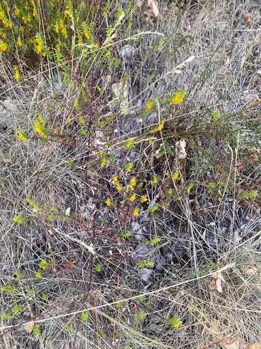 Yellow Odontites