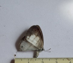 Euptychia pegasus
