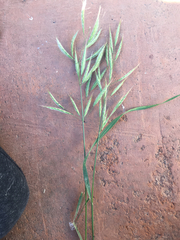 Bromus lanceolatus
