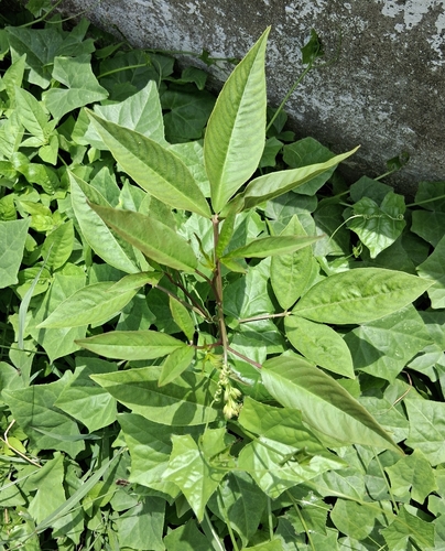 Tarenaya aculeata observed 2026-09-04