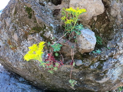 Sedum spathulifolium