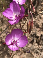 Clarkia lewisii
