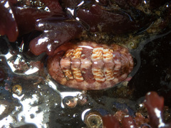 Boreochiton beringensis