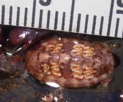 Boreochiton beringensis