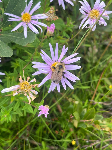 Lemon Cuckoo Bumble Bee