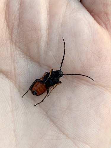 flame-shouldered blister beetle