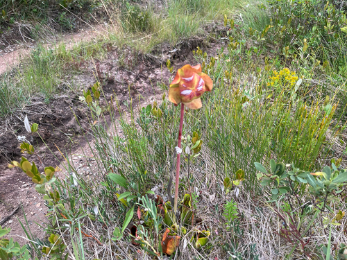 purple pitcher plant