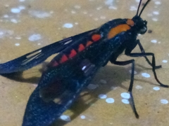 Phoenicoprocta capistrata