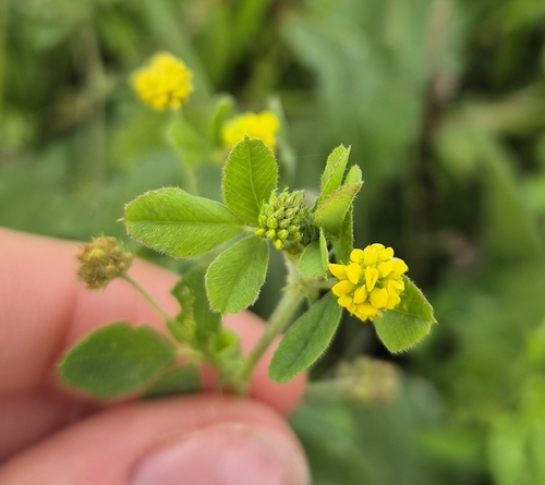 Black Medick
