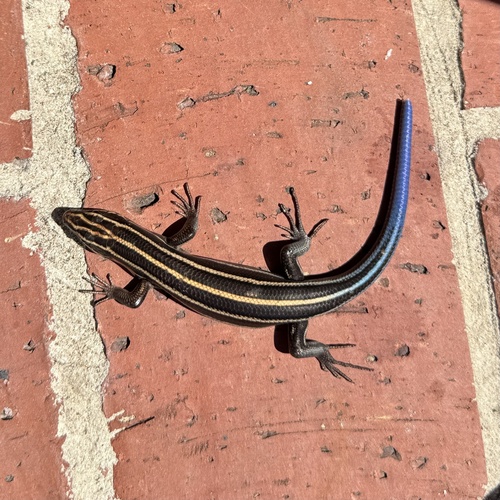 Common Five-lined Skink