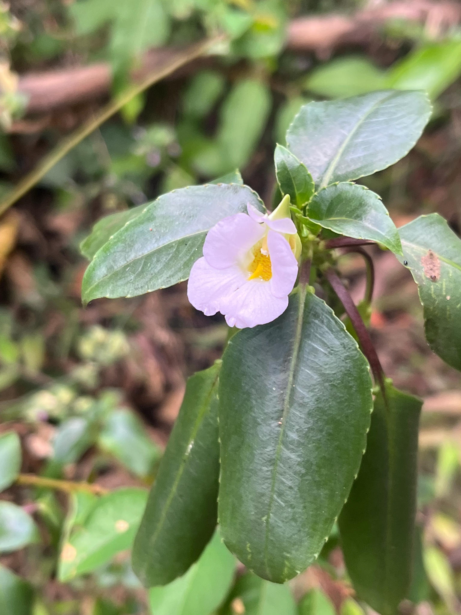 Impatiens verrucifera (Impatiens verrucifera)