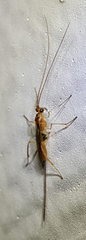 Macrocentrinae