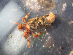 Discorsopagurus schmitti