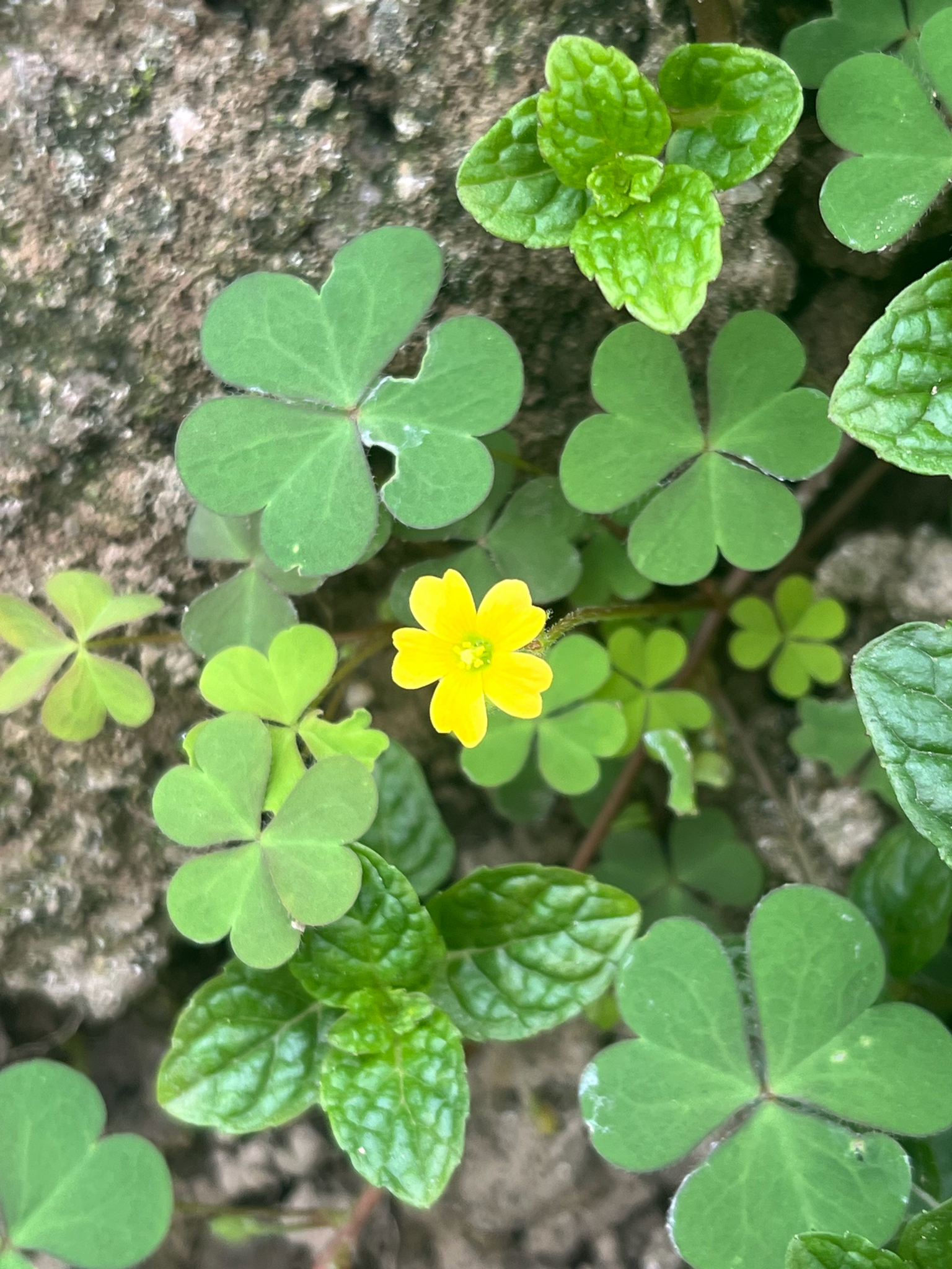 Oxalis corniculata (Oxalis corniculata)