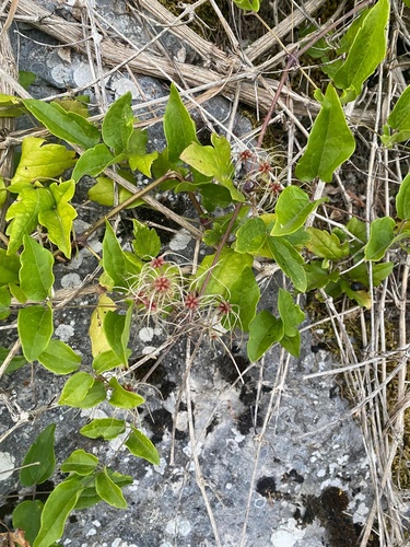 Old man's beard