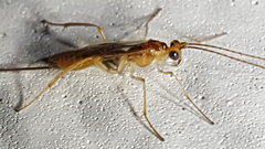 Macrocentrinae