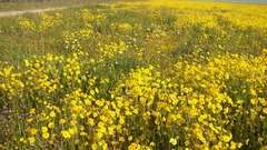 Monolopia lanceolata