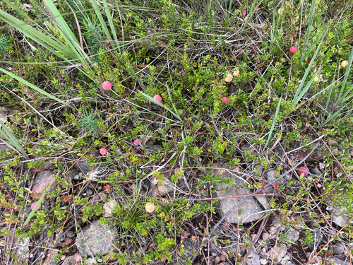 Large cranberry