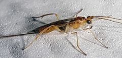 Macrocentrinae