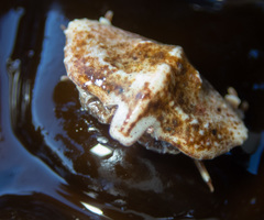 Cryptolithodes typicus