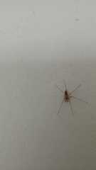 Cithaeron praedonius