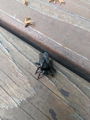 Xylocopa tabaniformis androleuca