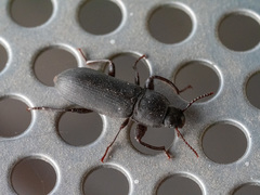 Tenebrio obscurus