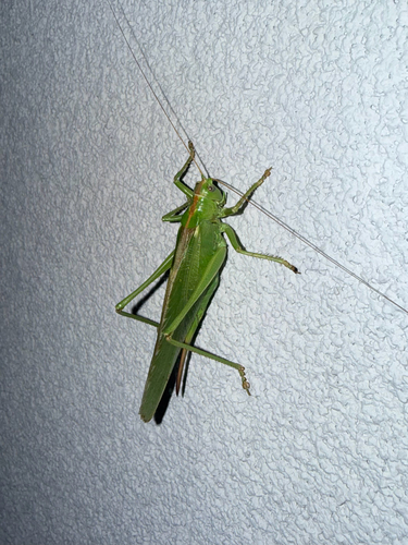 Great Green Bush-cricket