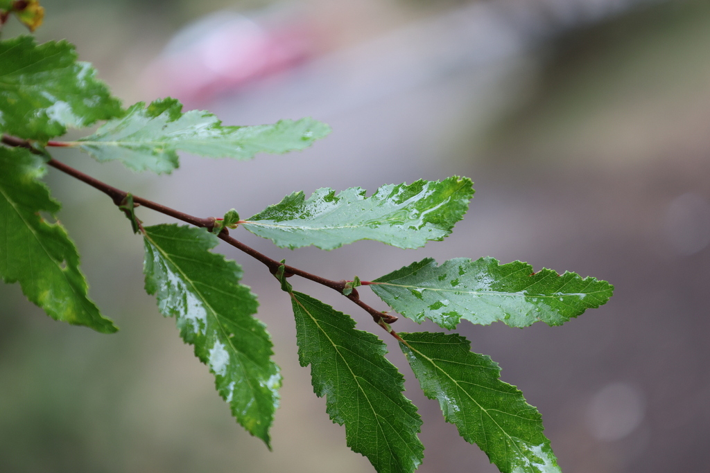 Nothofagus obliqua; photograph (c) Grzegorz Grzejszczak, some rights reserved (CC BY-SA)