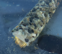 Cistenides