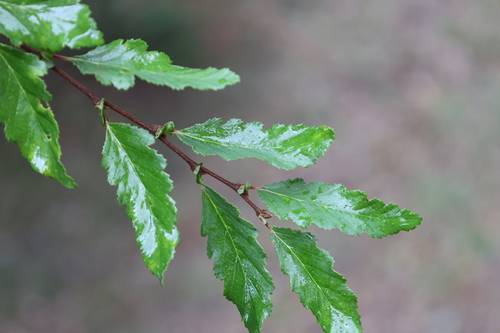 Nothofagus obliqua, photograph 5