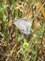 Celastrina echo