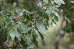 (c) Grzegorz Grzejszczak, some rights reserved (CC BY-SA) Nothofagus obliqua, photograph (c) Grzegorz Grzejszczak, some rights reserved (CC BY-SA)